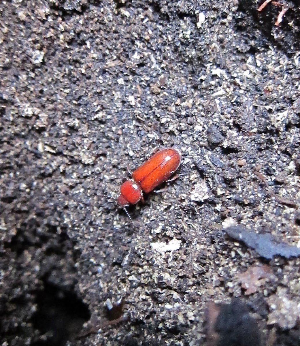Red Flat Bark Beetle