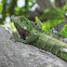 Green iguana