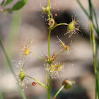 Pale Sundew