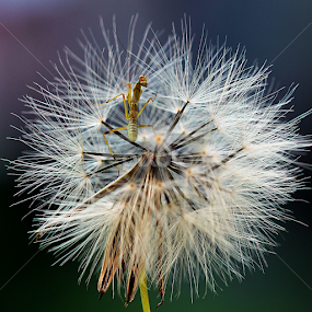 Mantis And Plant by Fatriyanto Mooduto - Nature Up Close Other Natural Objects