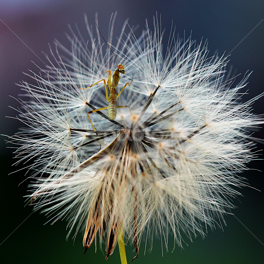 Mantis And Plant by Fatriyanto Mooduto - Nature Up Close Other Natural Objects