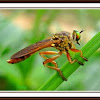 Green eyed robber fly
