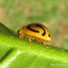 Ladybird Beetle