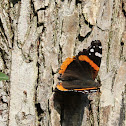 Red Admiral