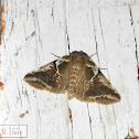 Hook Tip or False Owlet Moth