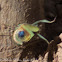 Mediterranean Mantis