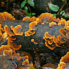 Orange bracket fungi
