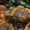 Orange bracket fungi