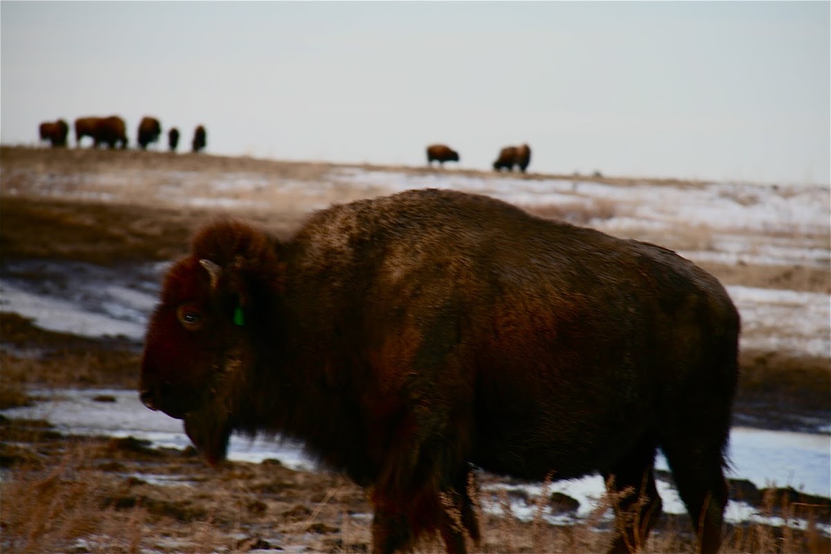 American Buffalo