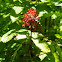 Red elderberry