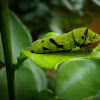 lime cattepillar