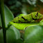 lime cattepillar