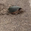 Snapping turtle