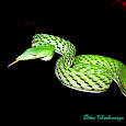 Snakes of Sri Lanka