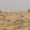 Arabian Mountain Gazelle