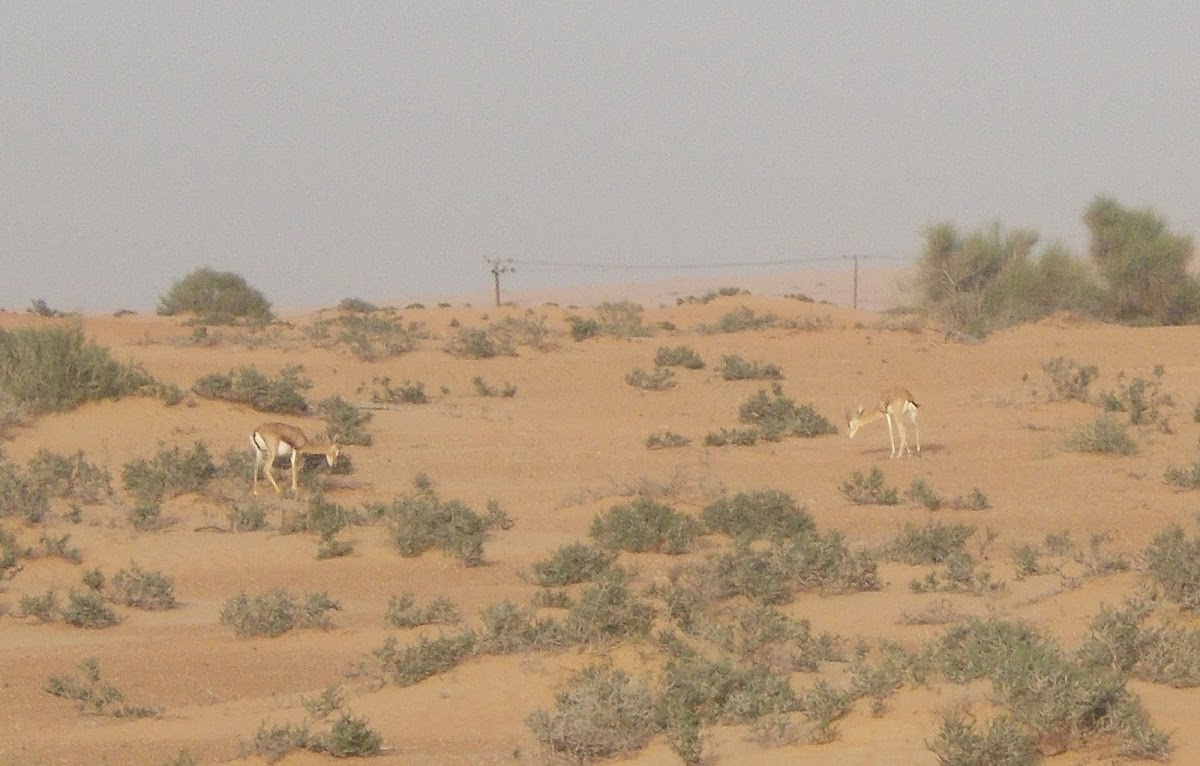 Arabian Mountain Gazelle