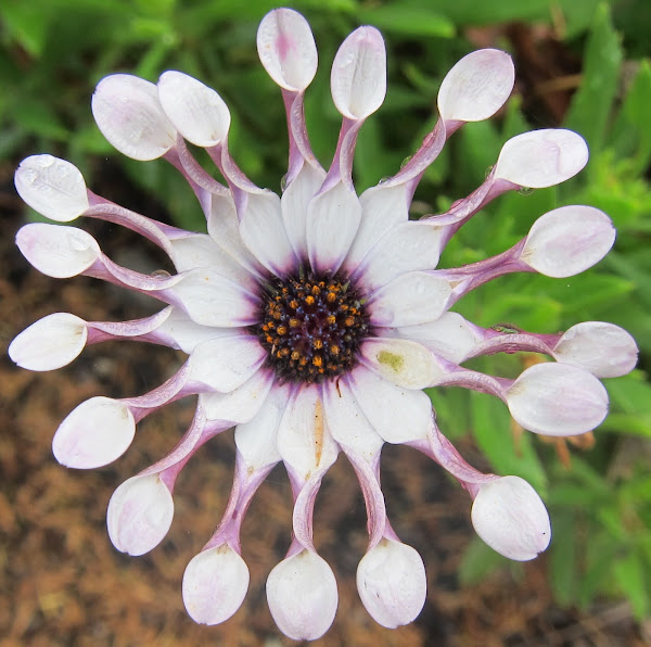 Osteospermum 'Whirligig' | Project Noah