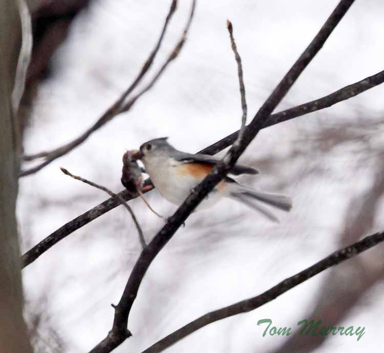 Tufted Titmouse (carrying a mouse)