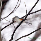 Tufted Titmouse (carrying a mouse)
