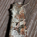 Striped Caterpillar Garden Moth
