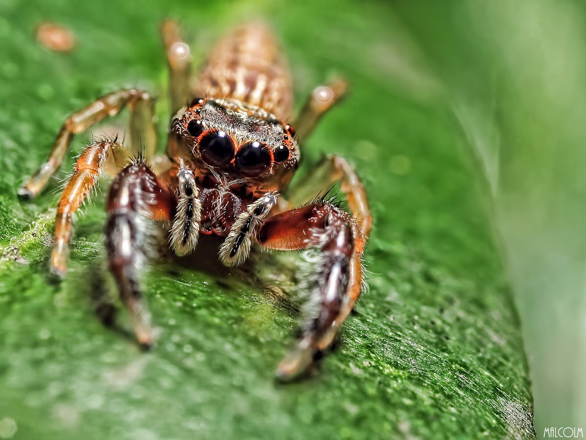 Jumping Spider