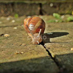 Snail by Katarina Jonjic - Animals Other