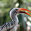 African Red-billed Hornbill