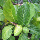 Noni (Indian Mulberry)