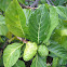 Noni (Indian Mulberry)
