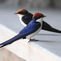 Wire-tailed Swallow