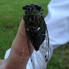 Dog-day cicada