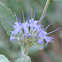 Bluemist Flower