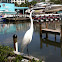 Great Egret