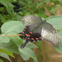 Alpine black swallowtail butterfly