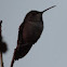 Allen's Hummingbird     female or juvenile