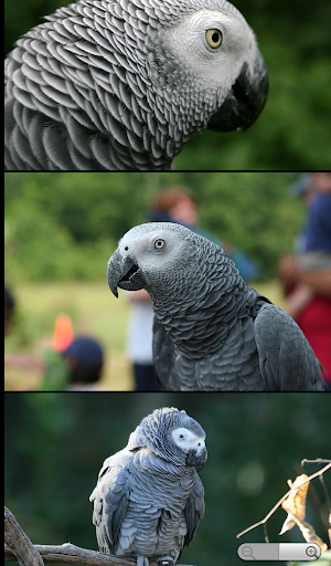 【免費書籍App】Parrot Species Compendium-APP點子