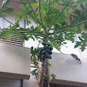 Papaya Tree