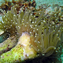 Joker Coral