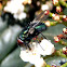 Mosca verde, Common green bottle fly