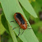 Case-bearing Leaf Beetle