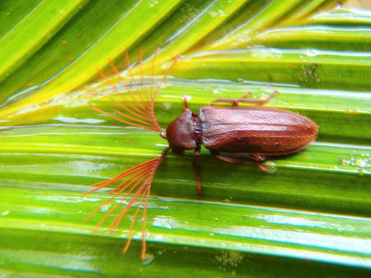 Callirhipidae Beetle