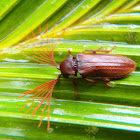 Callirhipidae Beetle