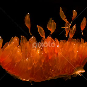 On Fire by David Kreutzer - Food & Drink Fruits & Vegetables