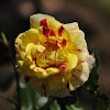 Rose Hybrid