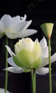 download Lotus Wallpapers HD free