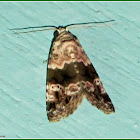 Maliattha Noctuid Moth