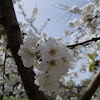 Cherry tree (κερασιά)