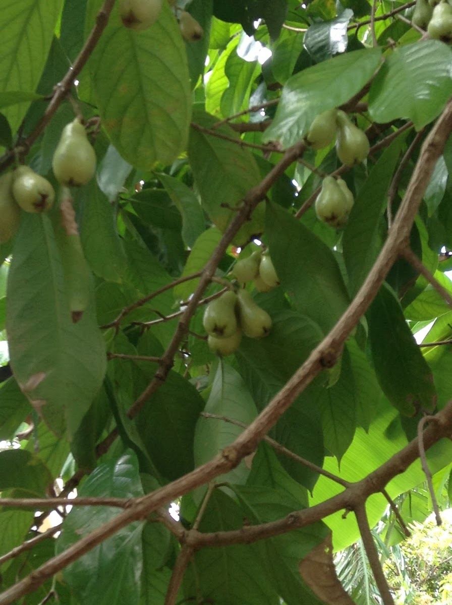 Malay Apple