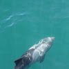 Haviside's dolphin
