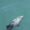 Haviside's dolphin